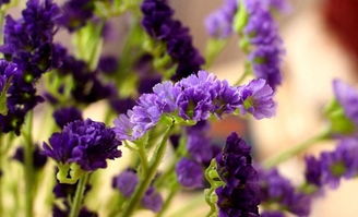 勿忘我的花語,各種顏色的「勿忘我」的花語是什麼呢?