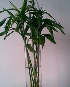 富貴竹風水擺放禁忌,富貴竹的擺放風水要注意什麼?多少根招財呢?