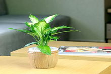 斑點萬青擺放風水禁忌,萬年青如何擺放風水最好