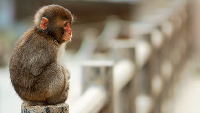 猴過了是什麼屬相,猴沖什麼生肖