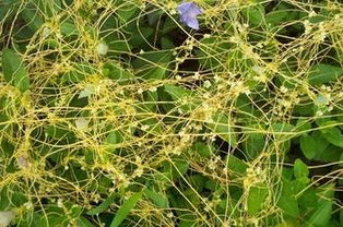 菟絲花是什麼意思,什麼是菟絲花