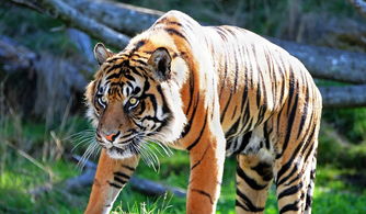 屬虎適合生什麼屬相,屬虎的人適合找屬什麼屬相的人