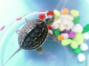 養龜養魚的風水禁忌,養烏龜的風水講究