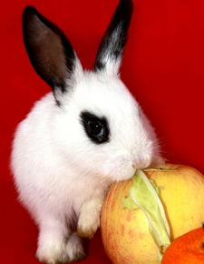 兔和那些屬相相沖,屬兔的和什麼屬相最配和相剋?