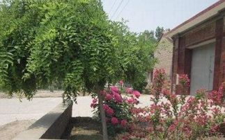 辦公樓門前樹木風水布局圖,辦公室門前種啥樹吉利