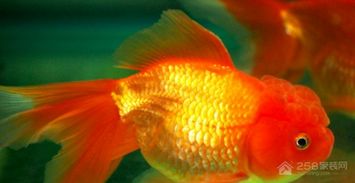 土命養什麼魚旺財,屬猴人土命養幾條魚好