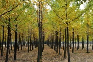 銀杏樹的風水禁忌,銀杏樹的風水禁忌內容是什麼?