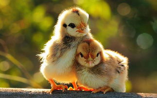 雞本命應該佩戴什麼,屬雞男人本命年戴什麼好