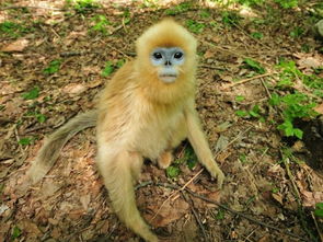 屬相猴生肖一生運程,屬猴人的命運如何