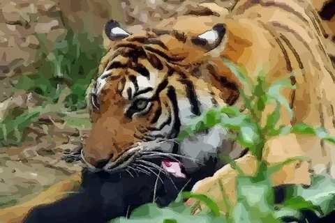 2010出生屬虎什麼命,2010年屬虎人的命運