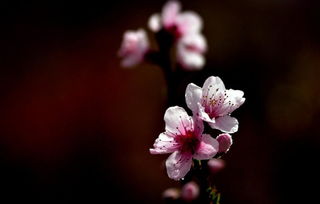 春暖花開成語意思,春暖花開什麼意思