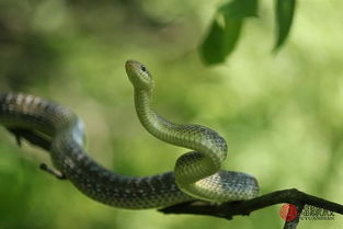 和屬蛇相配的屬相最好,蛇配什麼生肖最好