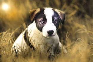 男狗跟什麼屬相女和婚,屬狗的男性婚配屬啥的女性好?搜狗問問