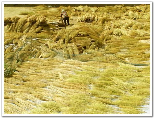 鐵掃帚命找什麼命的人好,命犯鐵掃帚是什麼????????