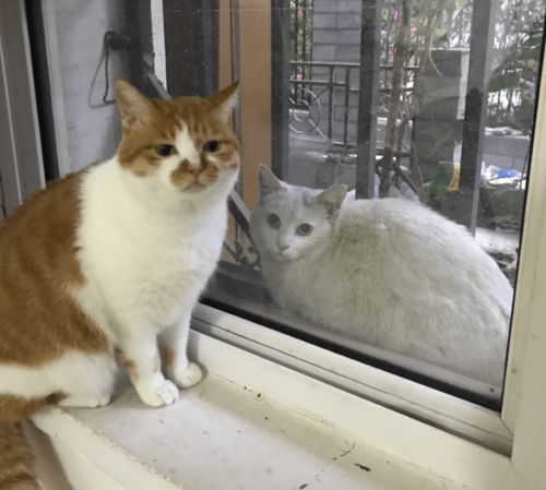 虎本命家裡養貓會有什麼影響,虎年本命年注意什麼