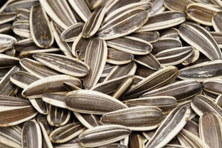 減肥的人能吃瓜子嗎,減肥可以吃瓜子嗎