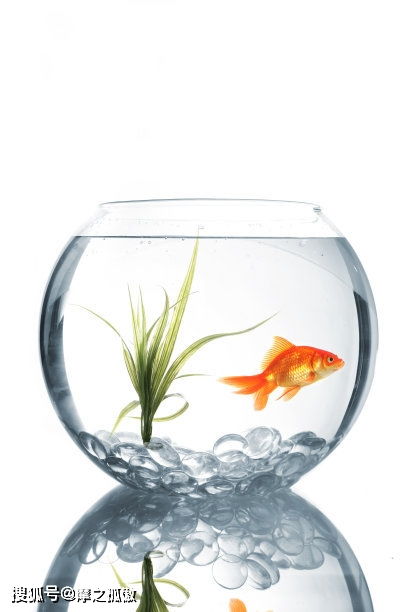 辦公桌上放魚風水禁忌,辦公室魚缸風水禁忌有哪些