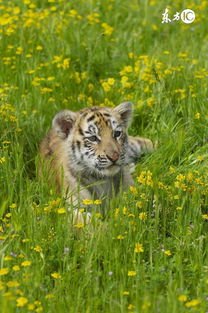 風水布局詳解十二生肖,12生肖怎樣布置財運風水