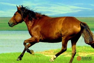 90馬婚配屬相最好,1990年屬馬的和什麼屬相相配好