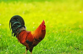 關於屬相雞的資料,關於12生肖中雞的簡短資料