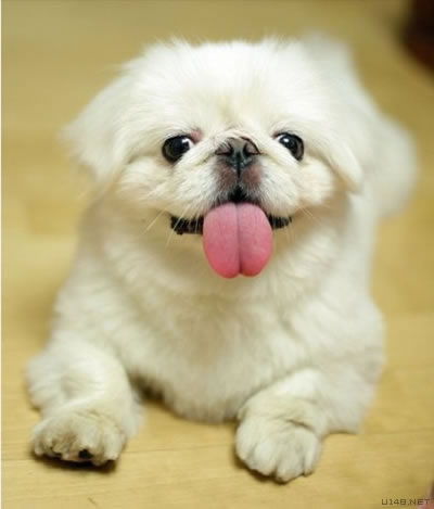 狗下崽與家居風水中的禁忌,家居風水知識:養貓養狗對家居風水有何影響搜狗問問