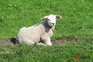 屬羊和什麼屬相配嗎,屬羊的和什麼屬相最配