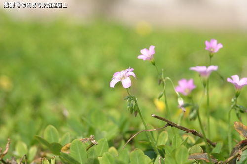 花草樹的風水布局,植物花草擺放的風水及方位