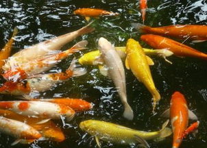 金命適合養幾條魚什麼顏色,金命的人適合養幾條風水魚