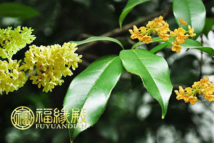 栽桂花的風水禁忌,院子里種桂花樹按風水上說好不好