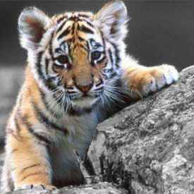 屬虎的本命佛是啥在哪裡,生肖虎的本命佛是哪尊佛