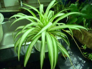 金心吊蘭擺放風水禁忌,金心吊蘭風水有什麼講究