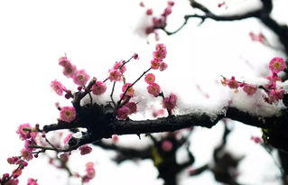 本命夢到雪天梅花開,做夢夢到下雪開梅花
