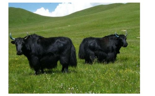 屬牛的24歲本命好嗎,牛年本命年好不好