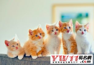 本命夢見貓咪周公解夢,晚上做夢夢到貓