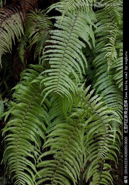 蕨類植物風水禁忌,請問家中盆栽植物擺設風水有哪些禁忌?