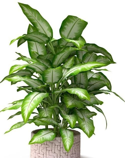 2020虎本命放什麼綠植好,屬虎的家中養什麼植物好