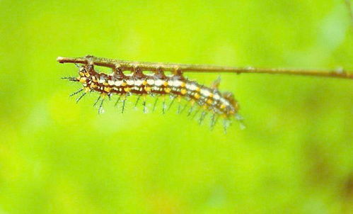 本命夢見蚯蚓昆蟲好不好,夢見好多蚯蚓請各位給解解夢