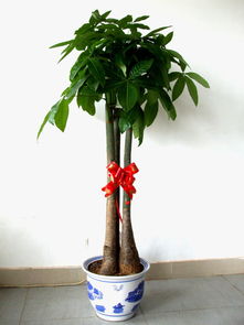 十八種最適宜室內盆景,十八種最適宜室內盆景花好月圓