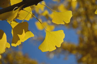 銀杏命是啥意思是什麼,這段話是什麼意思