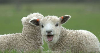 屬羊的最佳配偶屬相,誰是屬羊人的最旺配偶