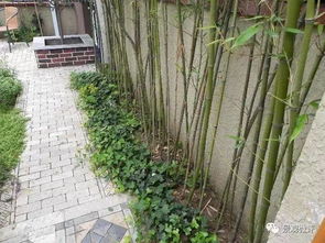 牆外樹枝進院的風水禁忌,院大門對著圍牆後的楓樹有礙風水嗎