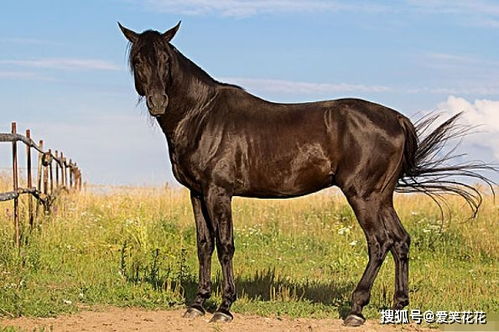 男羊女馬屬相配嗎,男屬羊和女屬馬婚姻好不好