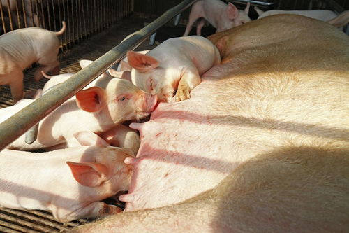 91女羊93男雞屬相配嗎,女91年屬羊與男93年屬雞的配嗎