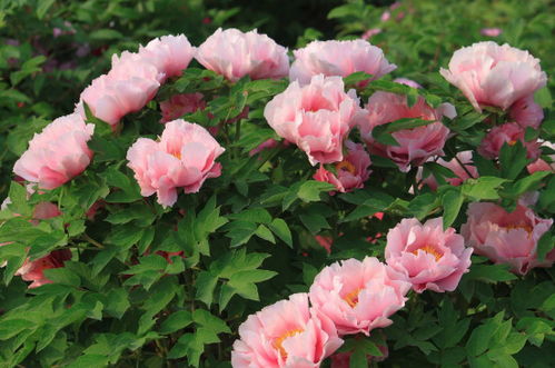 牡丹的種植風水禁忌,在家裡種牡丹好嗎?有什麼說法嗎?