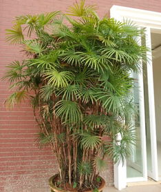 門口種植植物風水禁忌,門口綠植風水十大禁忌