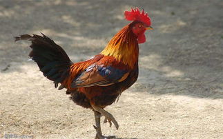 2017出生的雞是什麼命,2017年出生是什麼命五行屬什麼