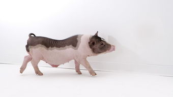 水命豬適合紋什麼,生肖屬豬的紋什麼好