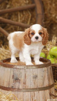 屬狗二十三出生是什麼命,屬狗的農歷七月二十三出生命運