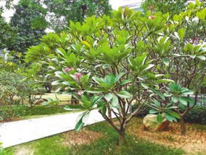 九里香含笑樹風水禁忌,九里香有什麼風水作用