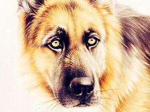 屬狗和屬豬哪個屬相好,屬狗和屬豬哪個好?